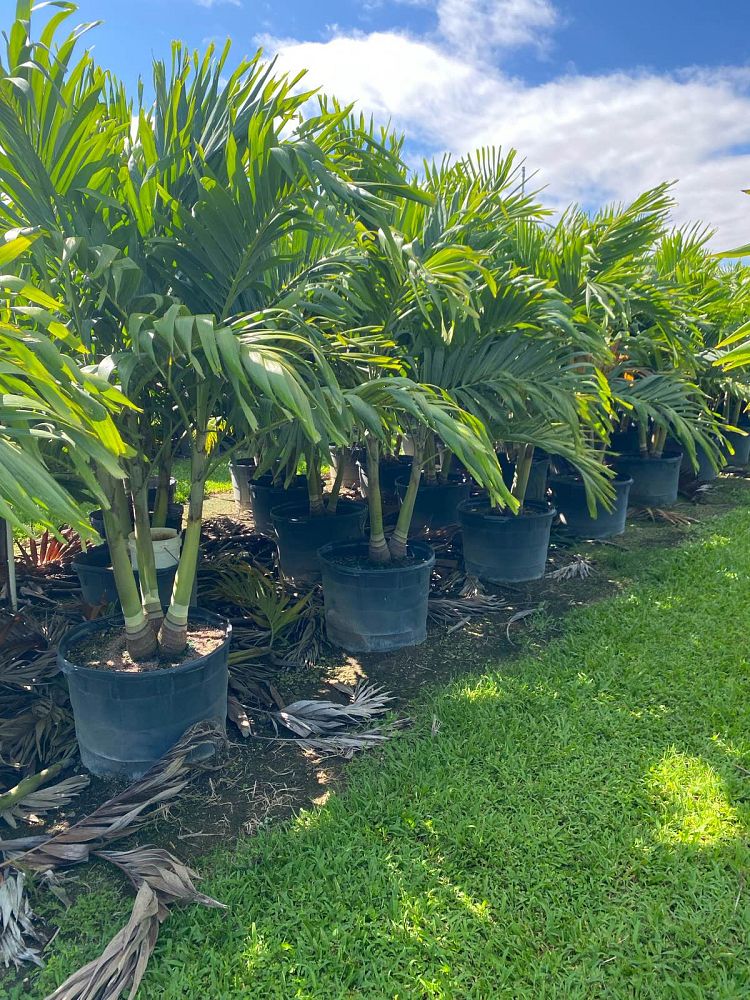veitchia-merrillii-christmas-palm-adonidia-merrillii