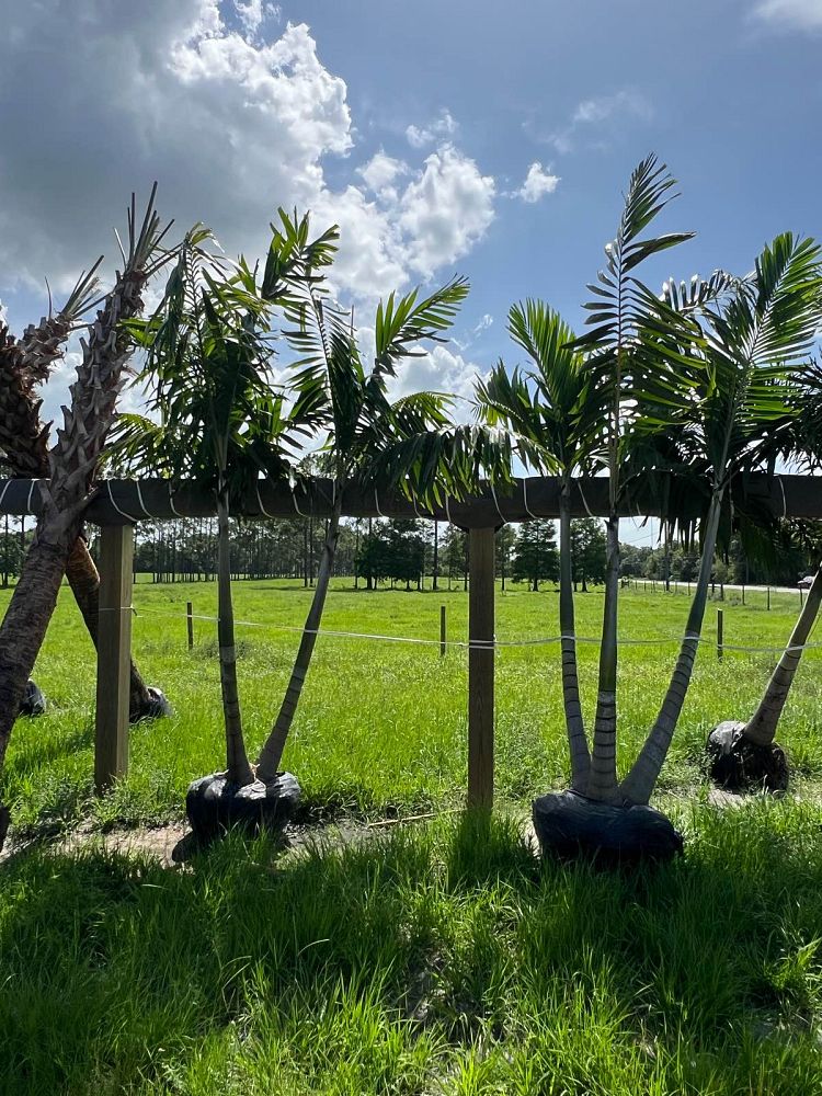 veitchia-merrillii-christmas-palm-adonidia-merrillii