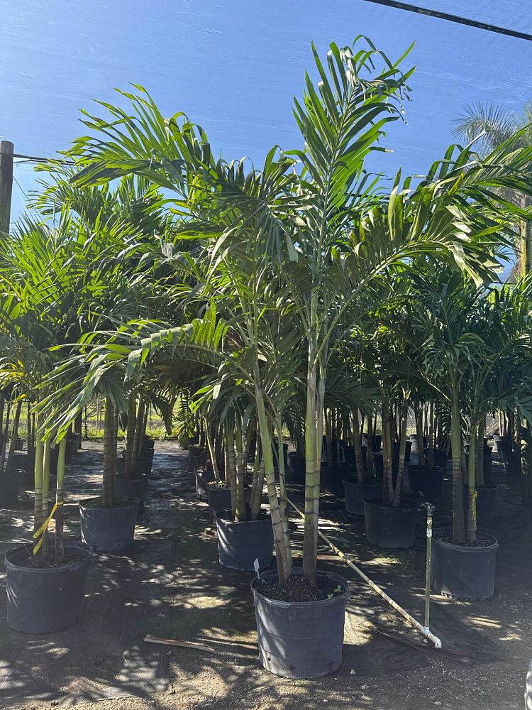 veitchia-merrillii-christmas-palm-adonidia-merrillii