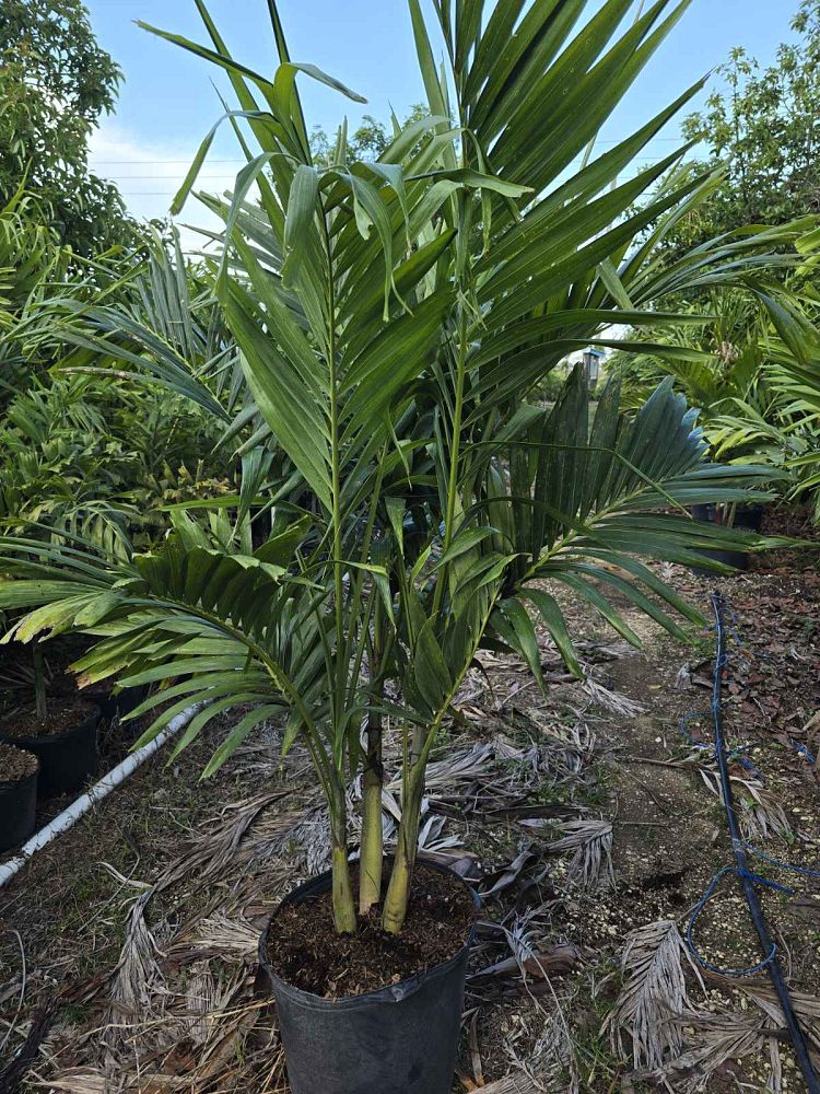 veitchia-merrillii-christmas-palm-adonidia-merrillii