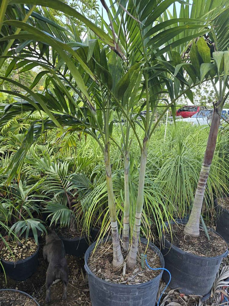 veitchia-merrillii-christmas-palm-adonidia-merrillii