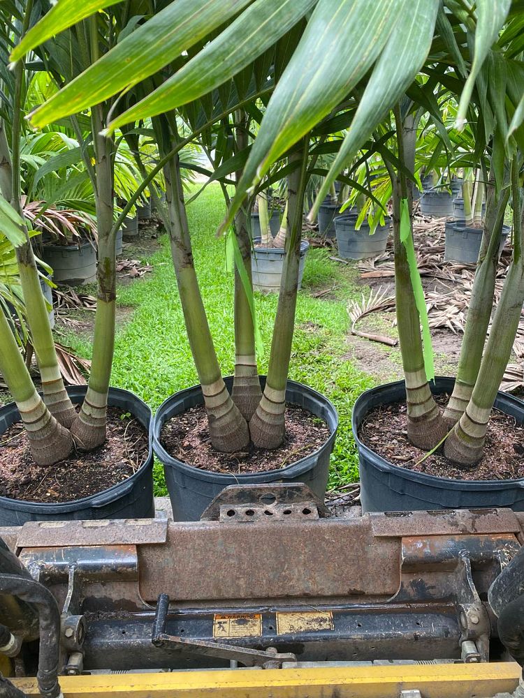 veitchia-merrillii-christmas-palm-adonidia-merrillii