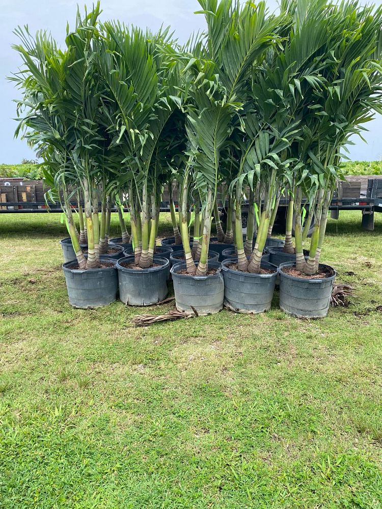 veitchia-merrillii-christmas-palm-adonidia-merrillii