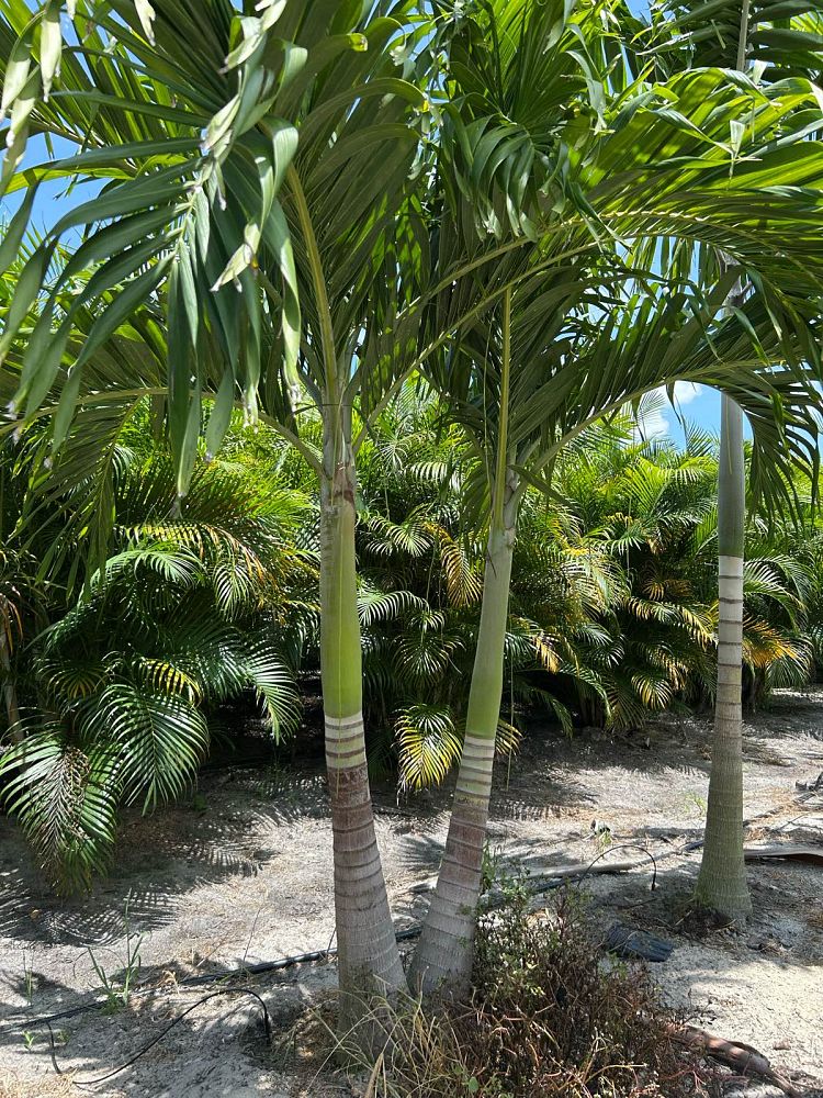 veitchia-merrillii-christmas-palm-adonidia-merrillii