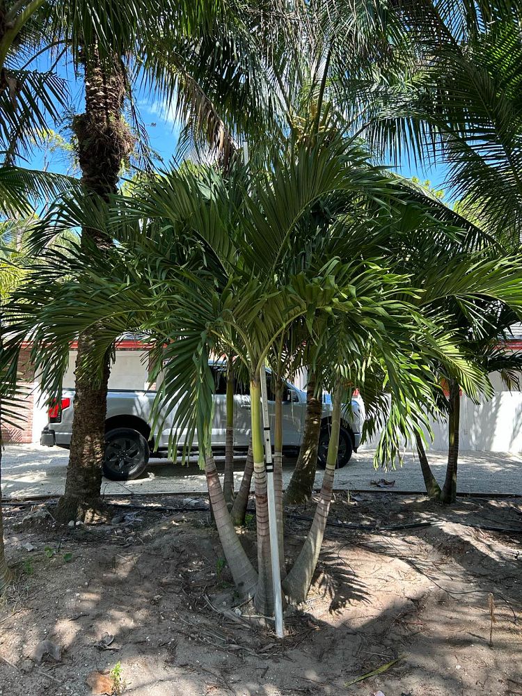 veitchia-merrillii-christmas-palm-adonidia-merrillii