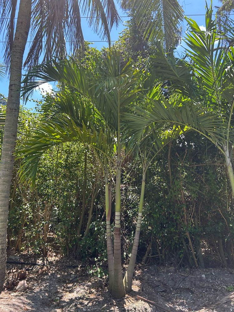 veitchia-merrillii-christmas-palm-adonidia-merrillii