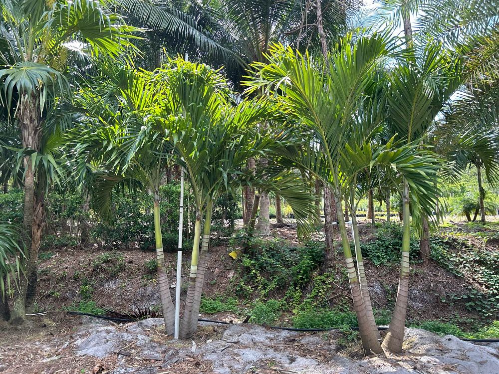 veitchia-merrillii-christmas-palm-adonidia-merrillii