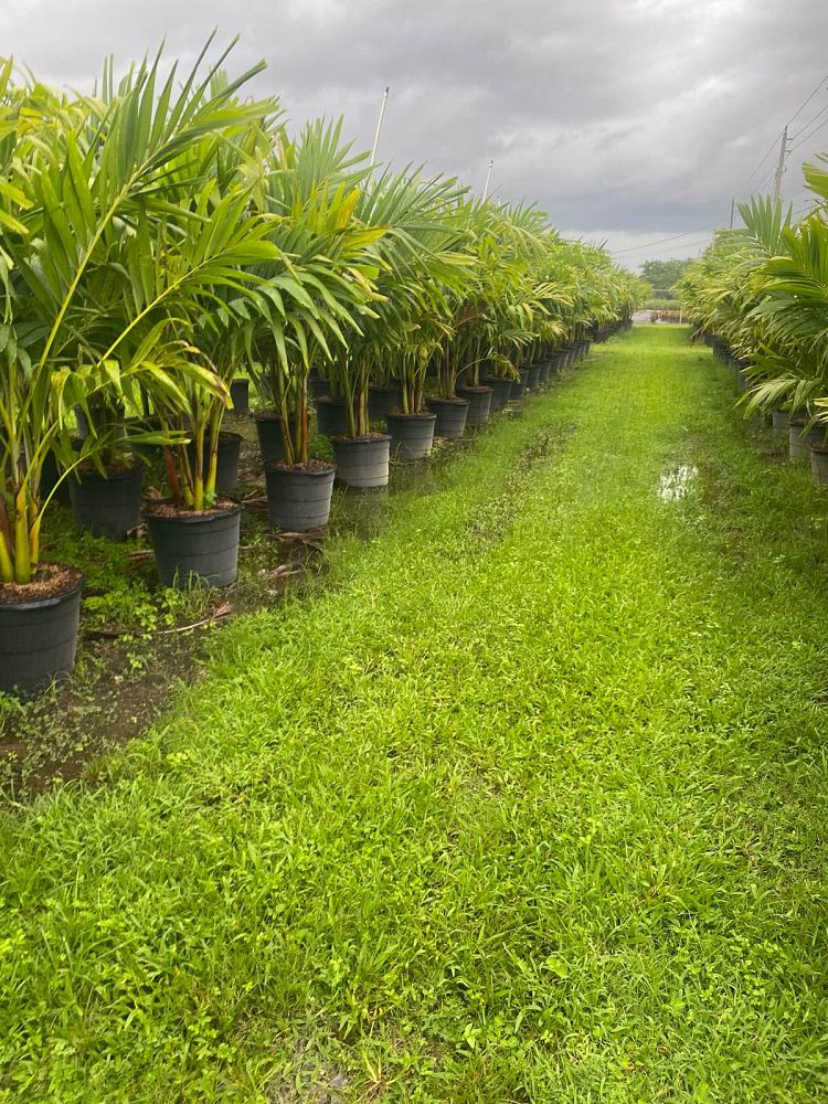 veitchia-merrillii-christmas-palm-adonidia-merrillii