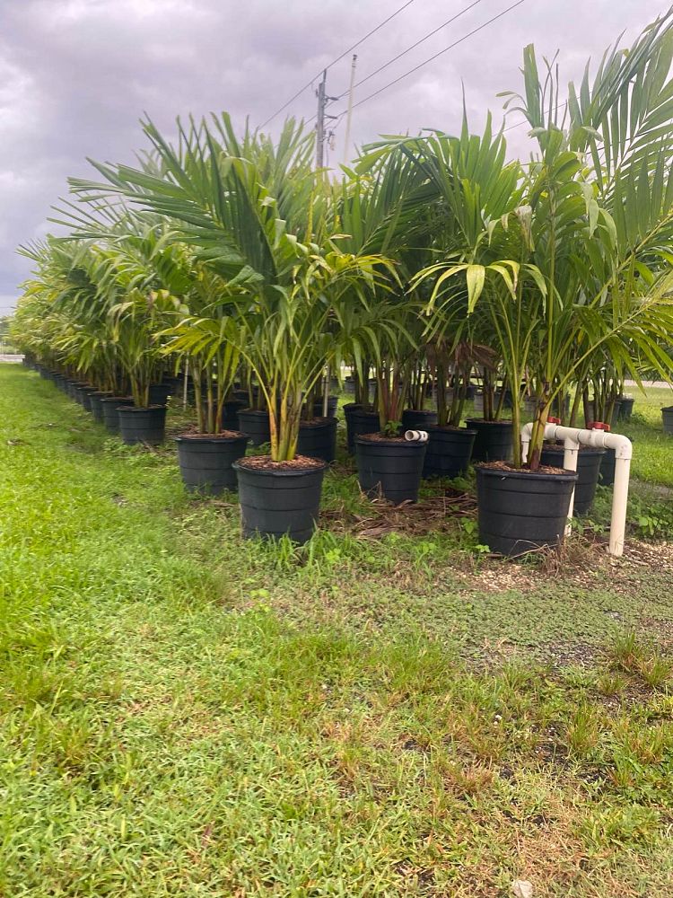 veitchia-merrillii-christmas-palm-adonidia-merrillii