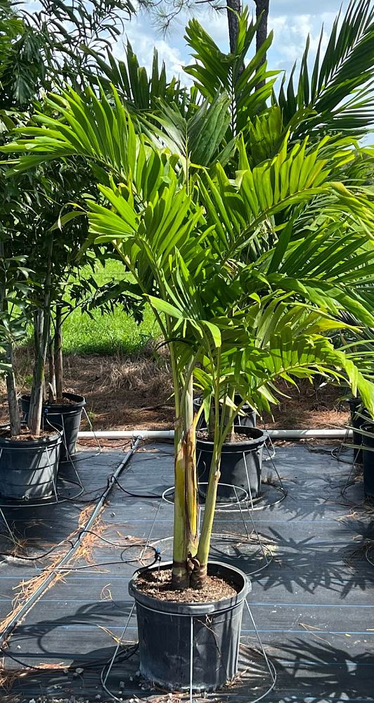 veitchia-merrillii-christmas-palm-adonidia-merrillii
