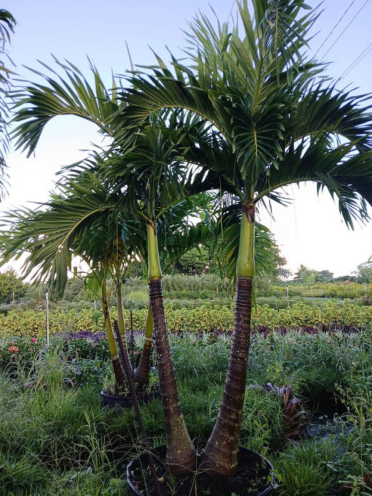 veitchia-merrillii-christmas-palm-adonidia-merrillii
