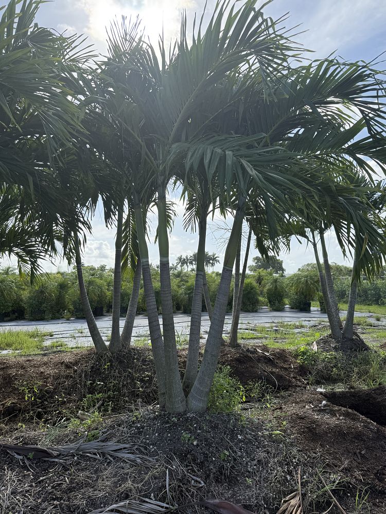 veitchia-merrillii-christmas-palm-adonidia-merrillii