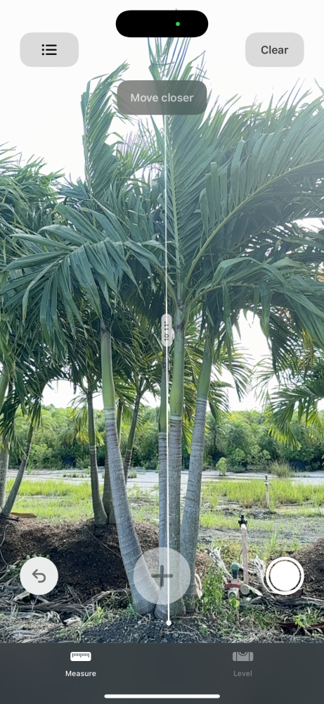 veitchia-merrillii-christmas-palm-adonidia-merrillii