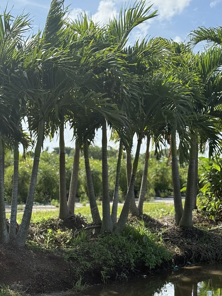 veitchia-merrillii-christmas-palm-adonidia-merrillii