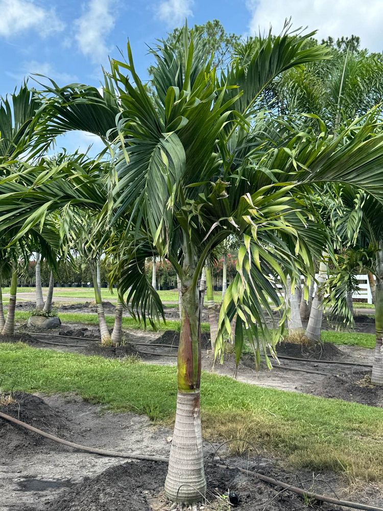 veitchia-merrillii-christmas-palm-adonidia-merrillii