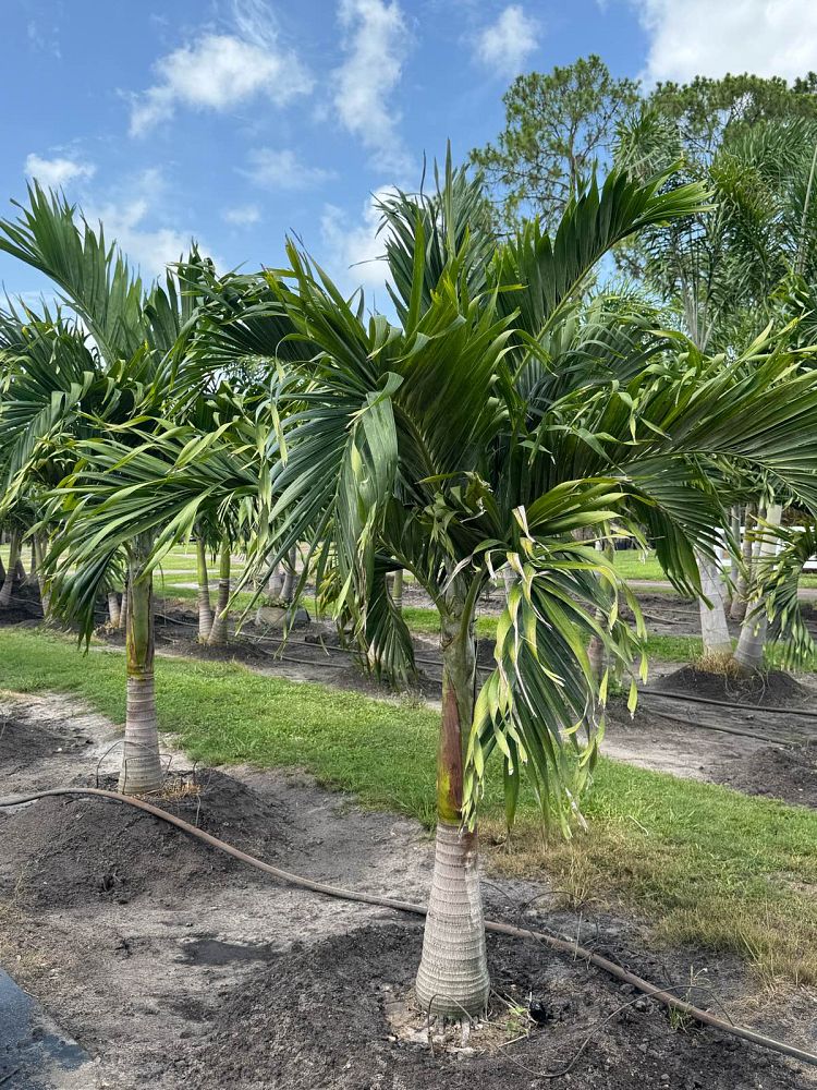 veitchia-merrillii-christmas-palm-adonidia-merrillii