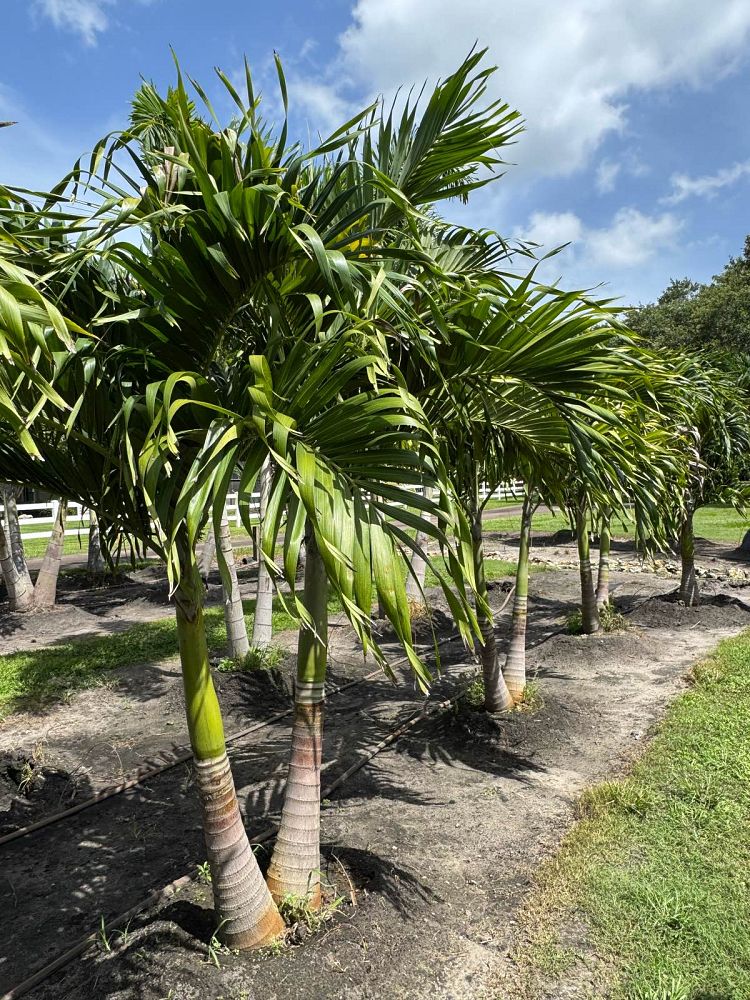 veitchia-merrillii-christmas-palm-adonidia-merrillii