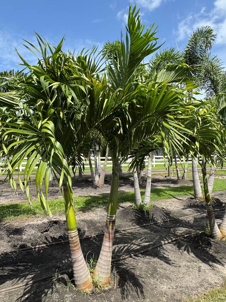 veitchia-merrillii-christmas-palm-adonidia-merrillii