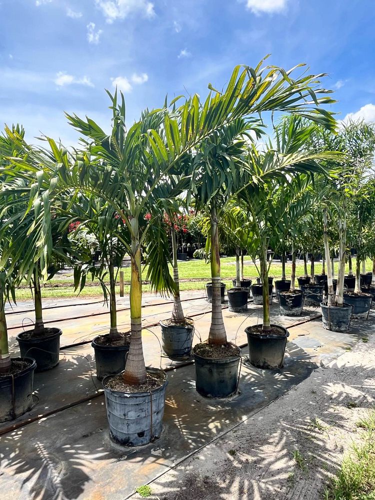 veitchia-merrillii-christmas-palm-adonidia-merrillii