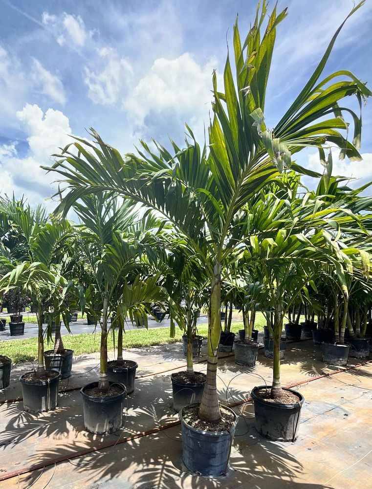 veitchia-merrillii-christmas-palm-adonidia-merrillii