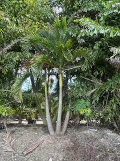 veitchia-merrillii-christmas-palm-adonidia-merrillii