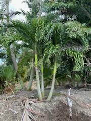 veitchia-merrillii-christmas-palm-adonidia-merrillii