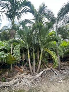 veitchia-merrillii-christmas-palm-adonidia-merrillii