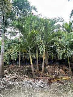 veitchia-merrillii-christmas-palm-adonidia-merrillii