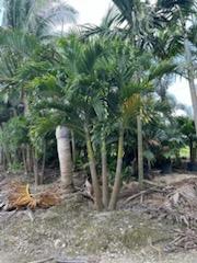 veitchia-merrillii-christmas-palm-adonidia-merrillii