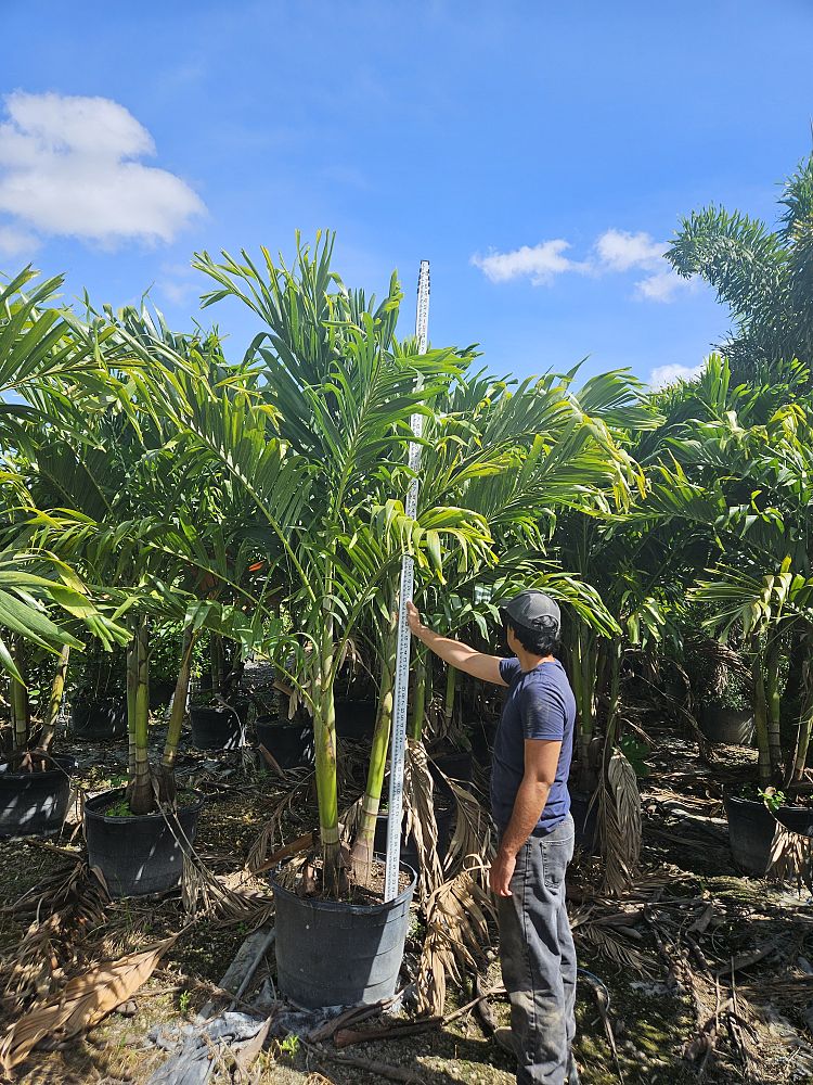 veitchia-merrillii-christmas-palm-adonidia-merrillii