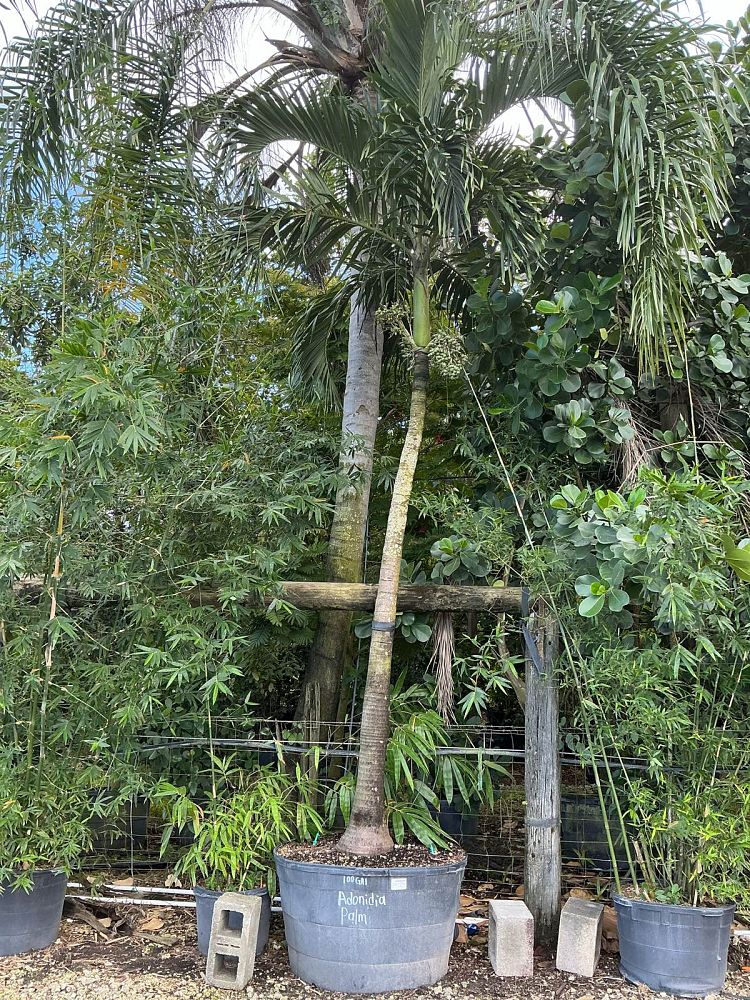 veitchia-merrillii-christmas-palm-adonidia-merrillii