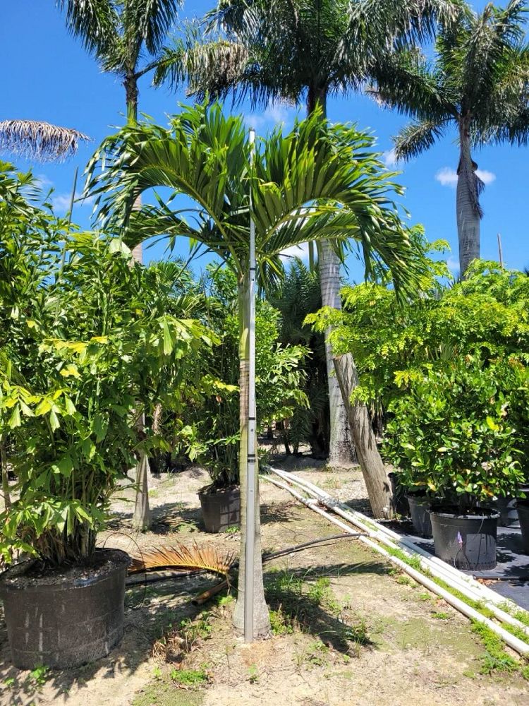 veitchia-merrillii-christmas-palm-adonidia-merrillii