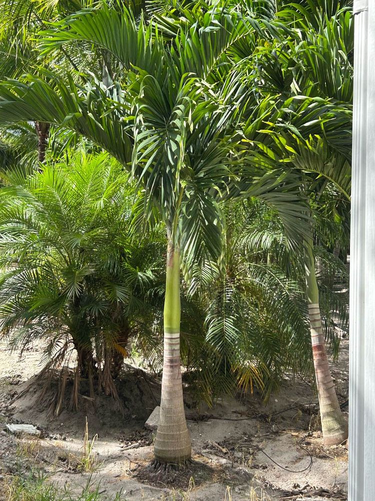 veitchia-merrillii-christmas-palm-adonidia-merrillii