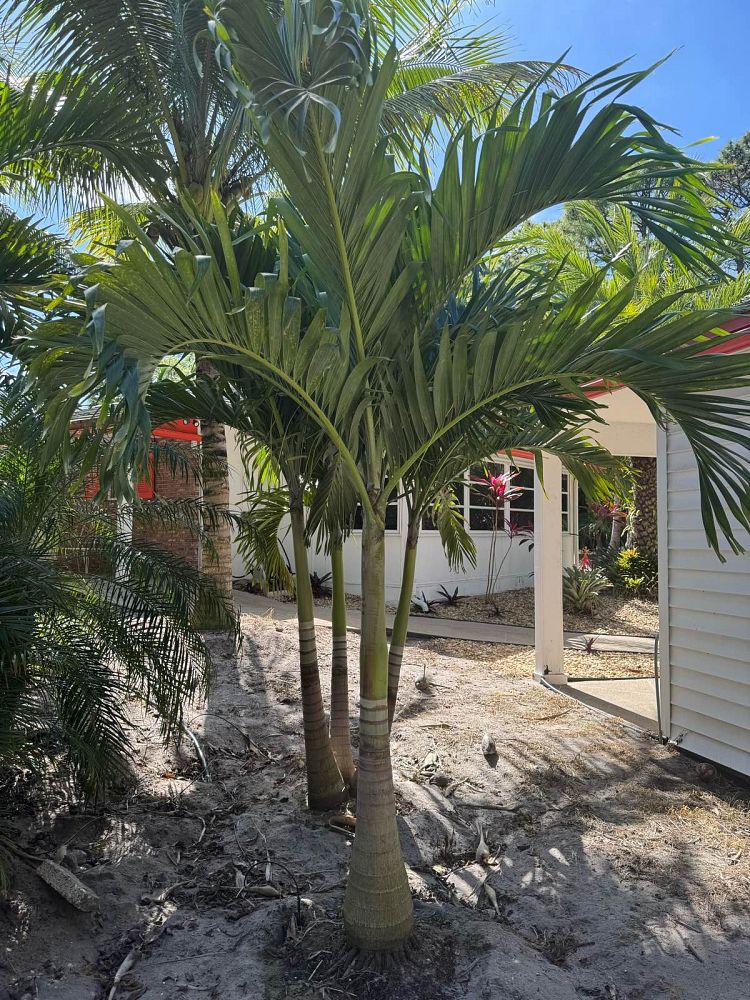 veitchia-merrillii-christmas-palm-adonidia-merrillii