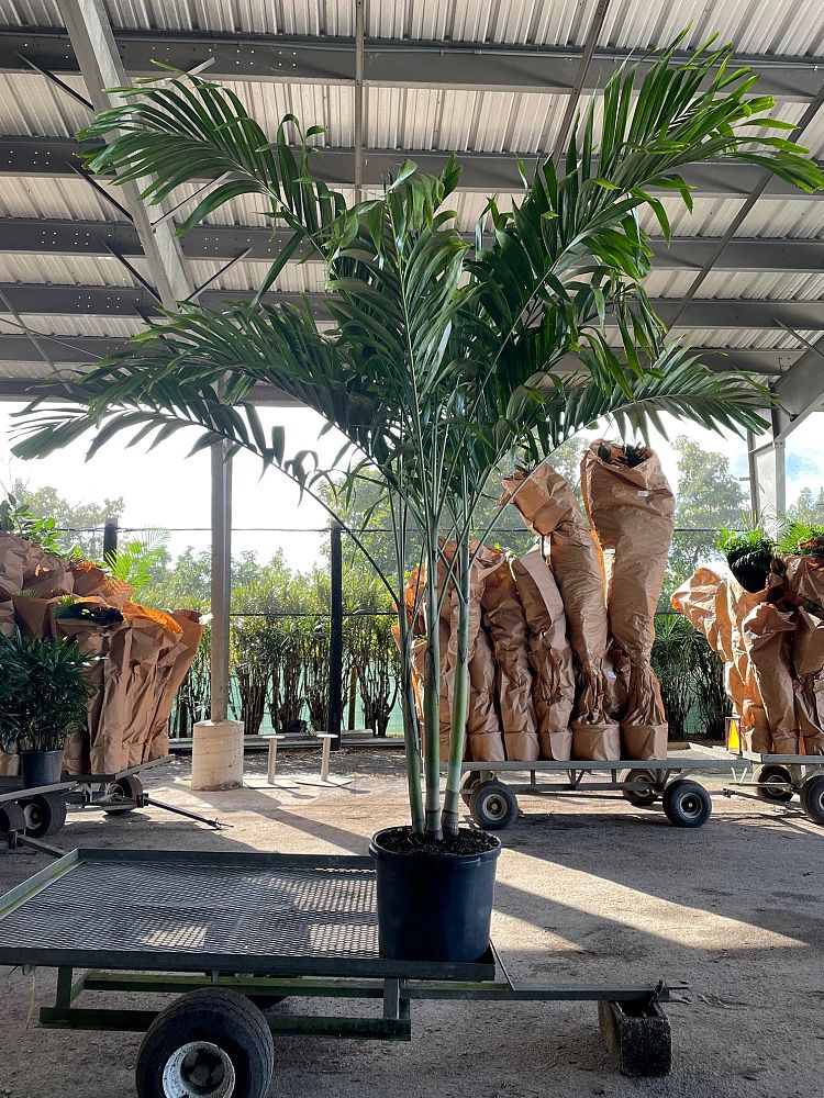 veitchia-merrillii-christmas-palm-adonidia-merrillii