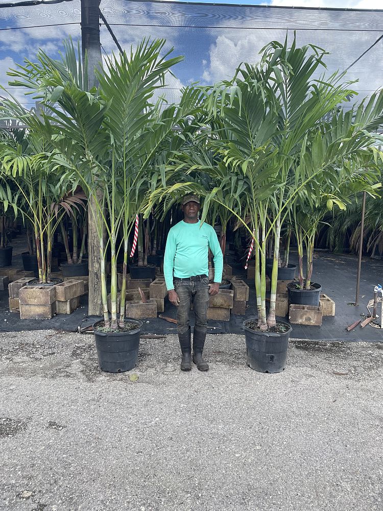 veitchia-merrillii-christmas-palm-adonidia-merrillii