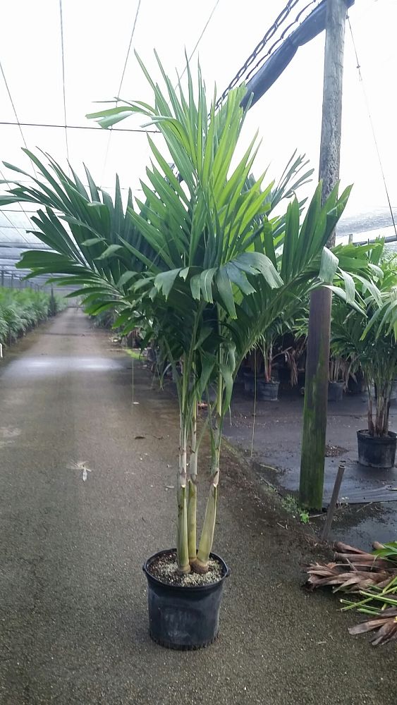 veitchia-merrillii-christmas-palm-adonidia-merrillii