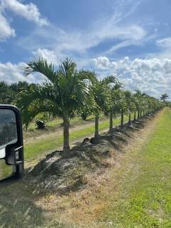 veitchia-merrillii-christmas-palm-adonidia-merrillii