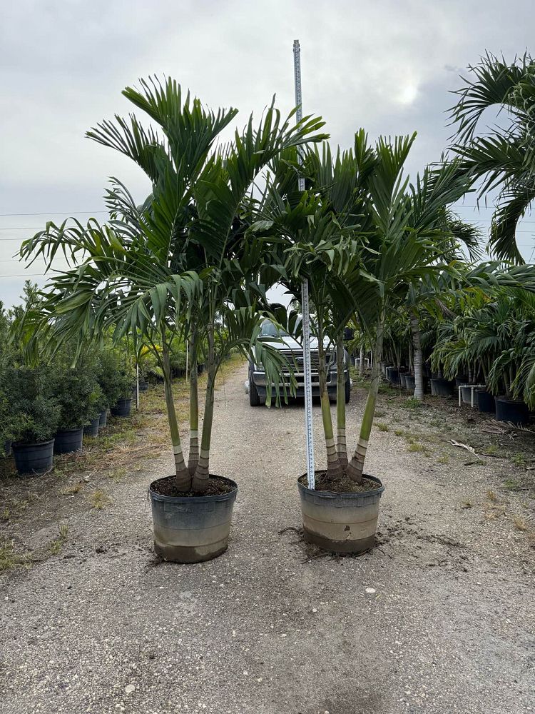 veitchia-merrillii-christmas-palm-adonidia-merrillii