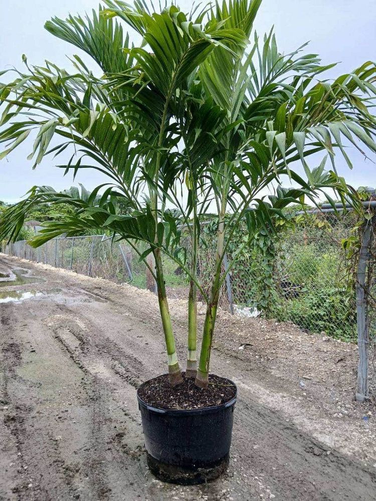 veitchia-merrillii-christmas-palm-adonidia-merrillii