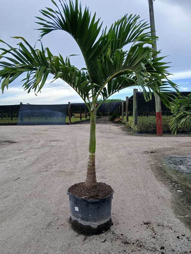 veitchia-merrillii-christmas-palm-adonidia-merrillii
