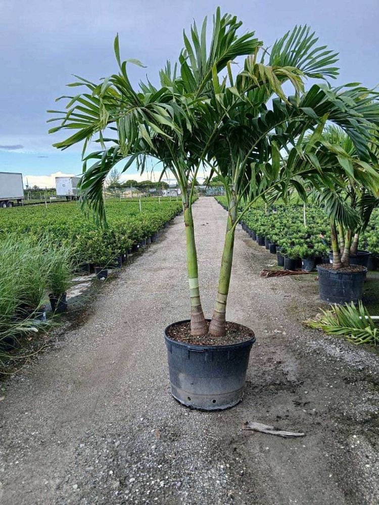 veitchia-merrillii-christmas-palm-adonidia-merrillii