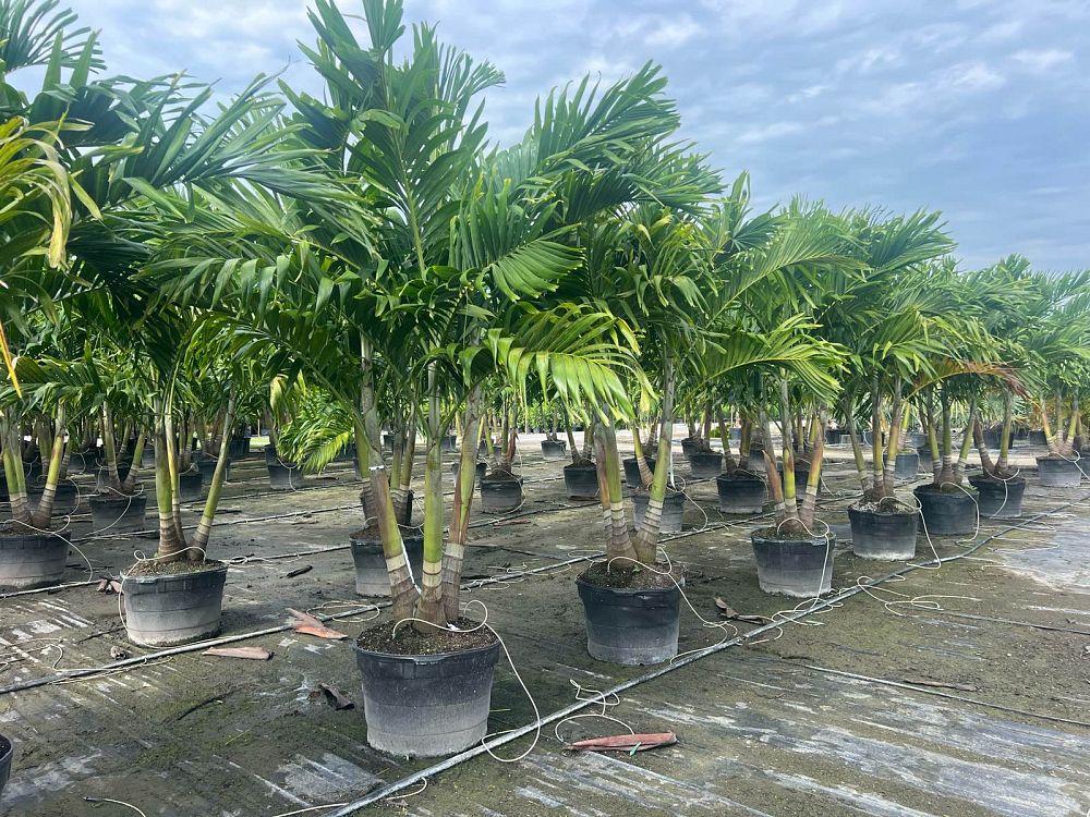 veitchia-merrillii-christmas-palm-adonidia-merrillii