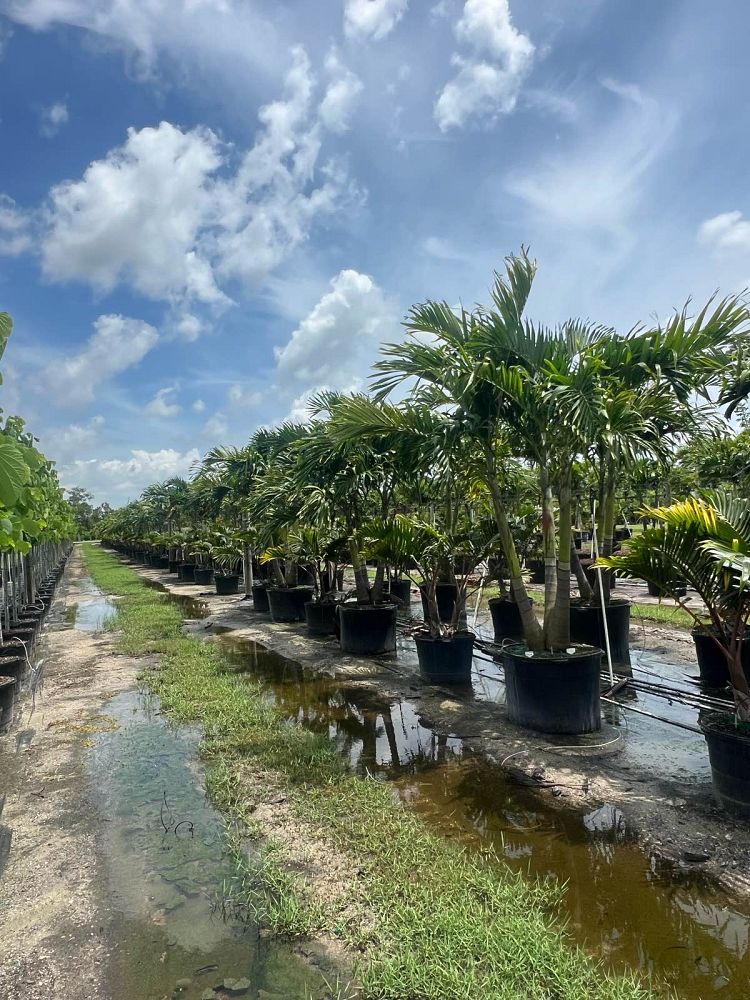 veitchia-merrillii-christmas-palm-adonidia-merrillii