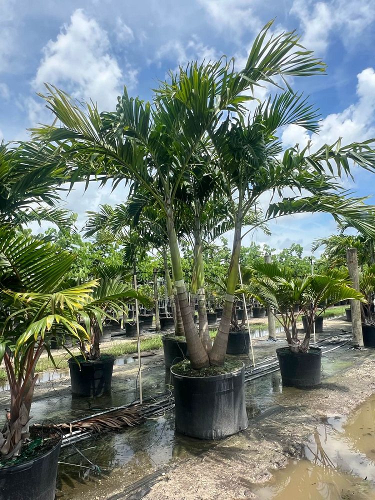 veitchia-merrillii-christmas-palm-adonidia-merrillii