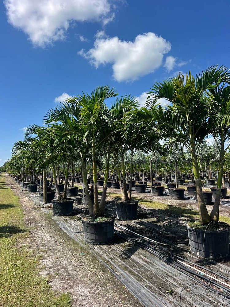 veitchia-merrillii-christmas-palm-adonidia-merrillii