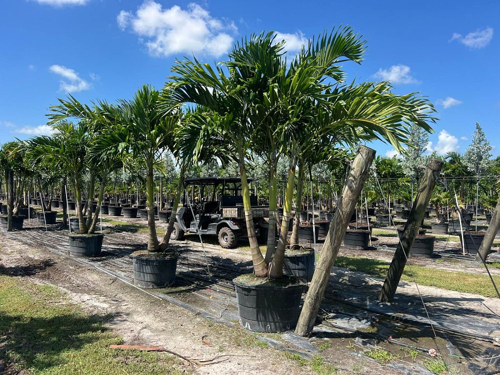 veitchia-merrillii-christmas-palm-adonidia-merrillii