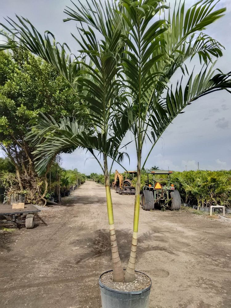 veitchia-merrillii-christmas-palm-adonidia-merrillii