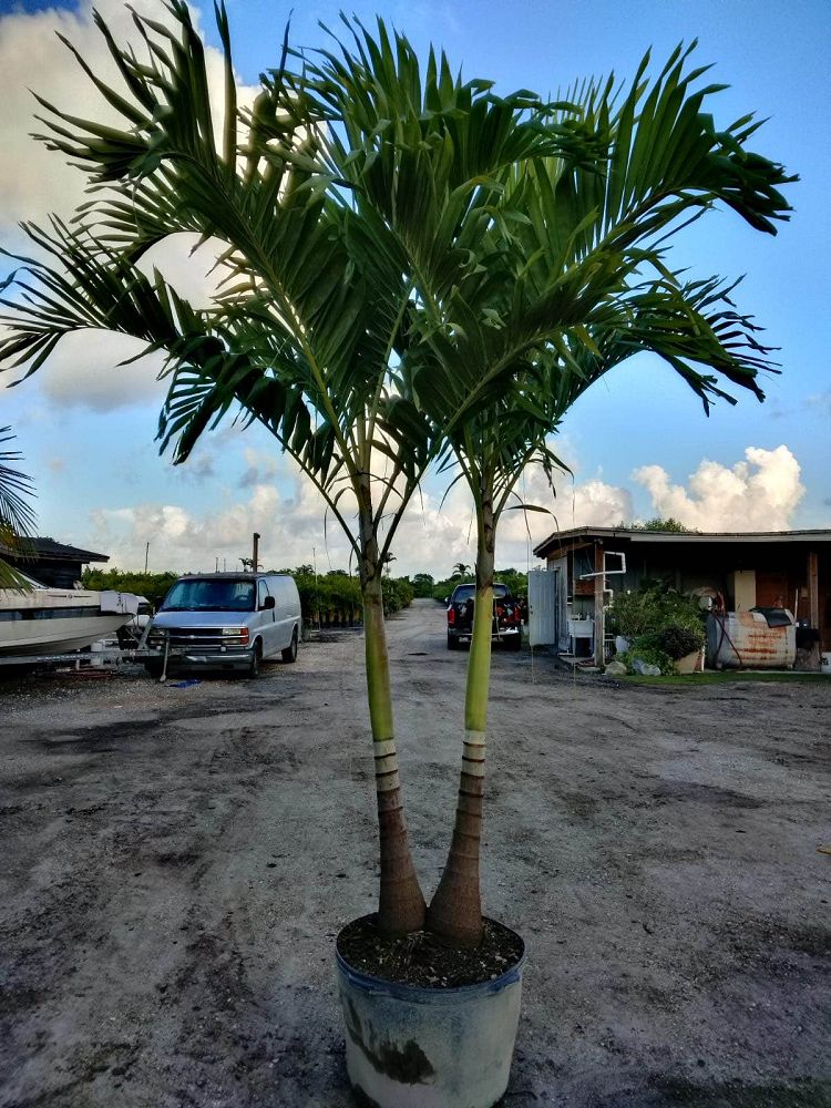 veitchia-merrillii-christmas-palm-adonidia-merrillii