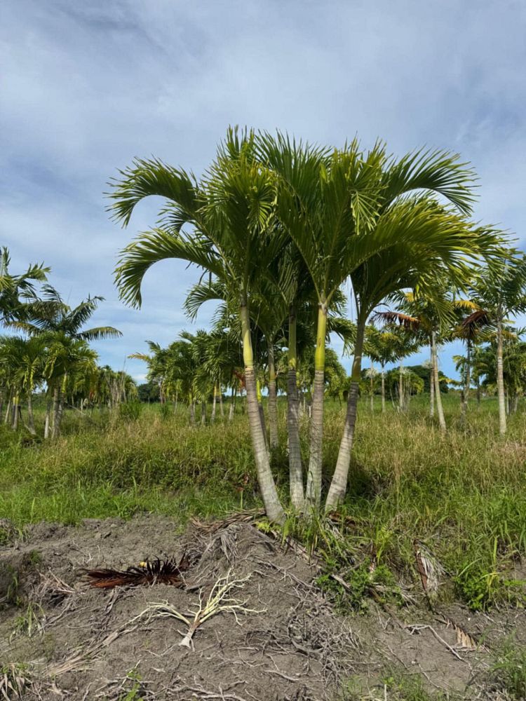 veitchia-merrillii-christmas-palm-adonidia-merrillii